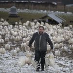 Paul Dench-Layton, of Violet Hill Farm, carries two turkeys as they are harvested for Thanksgiving<br/>